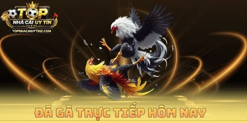 Đá Gà Trực Tiếp Hôm Nay